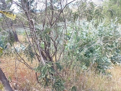 Sophora macrocarpa