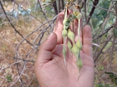 Sophora macrocarpa