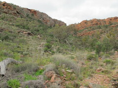 Brachyscome muelleri