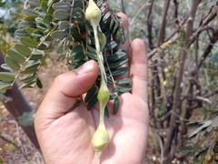 Sophora macrocarpa