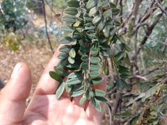 Sophora macrocarpa