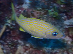 Haemulon flavolineatum