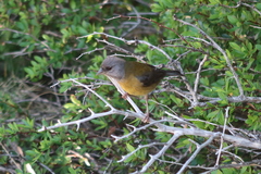 Phrygilus patagonicus