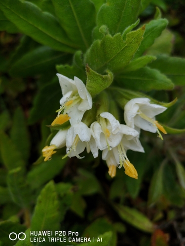 Cantua quercifolia (Cantua quercifolia)