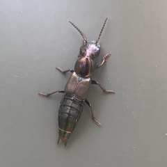 Antimerus punctipennis
