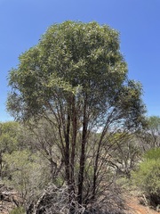 Myoporum platycarpum