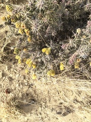Cylindropuntia whipplei