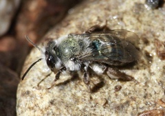Andrena