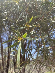 Myoporum platycarpum