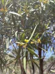 Myoporum platycarpum