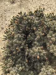 Cylindropuntia whipplei