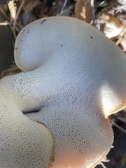 Polyporus decurrens