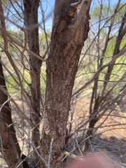Myoporum platycarpum