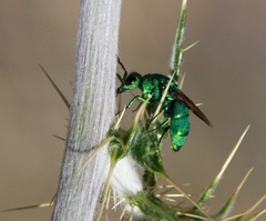 Chrysura