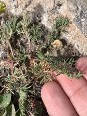 Cymopterus lemmonii
