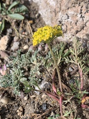 Cymopterus lemmonii
