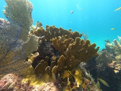Millepora complanata