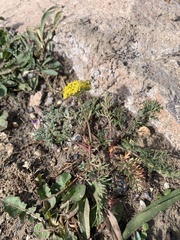 Cymopterus lemmonii