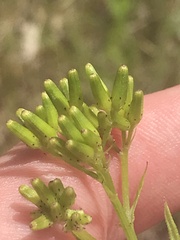 Senecio hispidulus