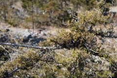 Juniperus virginiana virginiana