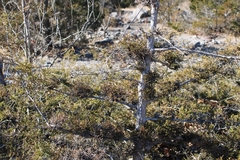 Juniperus virginiana virginiana