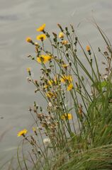 Sonchus arvensis uliginosus