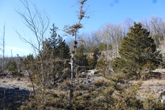 Juniperus virginiana virginiana