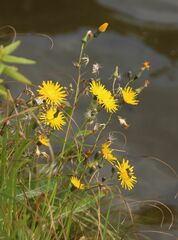 Sonchus arvensis uliginosus