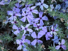 Phlox diffusa