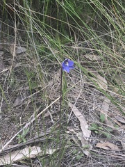 Thelymitra simulata