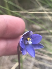 Thelymitra simulata
