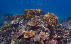 Millepora complanata