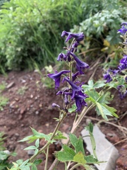 Delphinium barbeyi