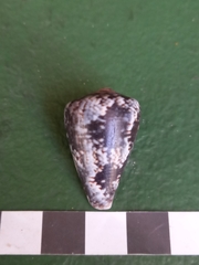 Conus papilliferus
