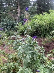 Delphinium barbeyi