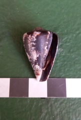 Conus papilliferus