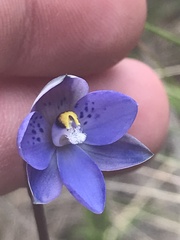 Thelymitra simulata