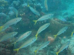 Trachurus novaezelandiae
