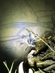 Dolomedes instabilis