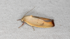 Ptyoptila matutinella