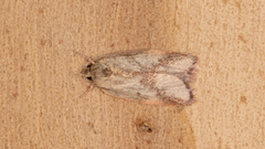 Oligoloba severa