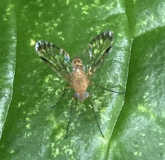 Chrysopilus