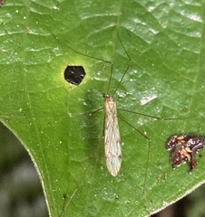 Limoniinae