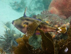 Meuschenia trachylepis