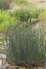 Schoenoplectus lacustris