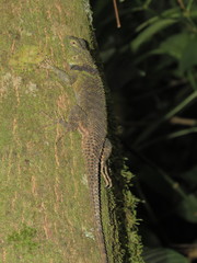 Sceloporus internasalis