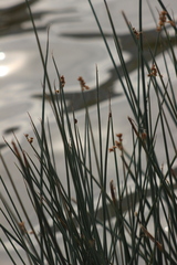 Schoenoplectus lacustris