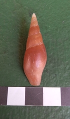 Isara carbonaria