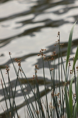 Schoenoplectus lacustris