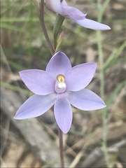 Thelymitra nuda